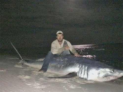 Tay không săn cá mập gần 400kg - 1