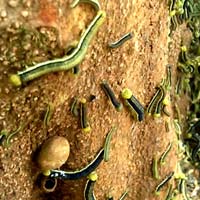 Tin tức trong ngày - Xác định loài sâu bò lổm ngổm trong nhà dân