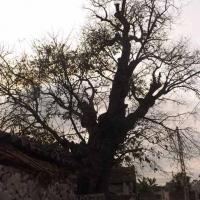 Tin tức trong ngày - Chiêm ngưỡng cây thị “cổ đại” ở Nghệ An