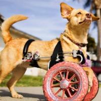 Ảnh đẹp: Lắp bánh xe cho chú chó liệt 2 chân