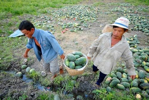 Nông dân miền Tây khóc ròng giữa ruộng dưa hấu thối - 10