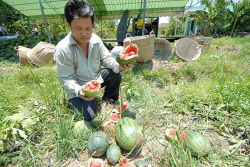 Nông dân miền Tây khóc ròng giữa ruộng dưa hấu thối - 2