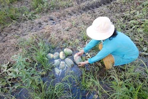 Nông dân miền Tây khóc ròng giữa ruộng dưa hấu thối - 4