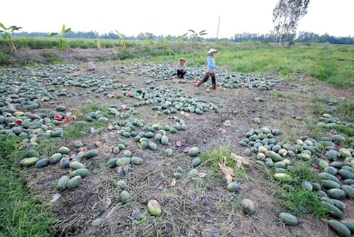 Nông dân miền Tây khóc ròng giữa ruộng dưa hấu thối - 8