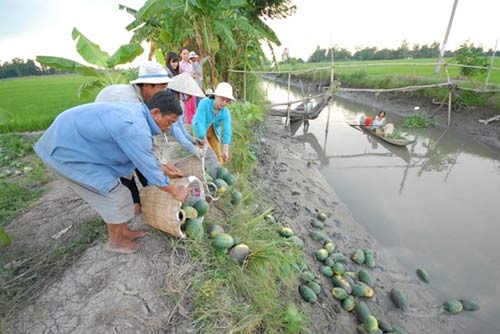 Nông dân miền Tây khóc ròng giữa ruộng dưa hấu thối - 9