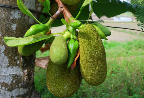 Khi mùa tu hú gọi bầy... - 2