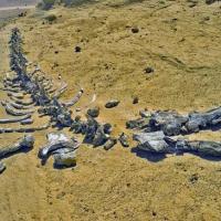 Viếng thung lũng cá voi hóa thạch ở Ai Cập