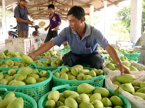 Hàng loạt đặc sản nông nghiệp bị mất giá - 2