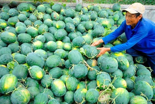 Khi nào nông sản Việt hết cảnh được mùa mất giá? - 1