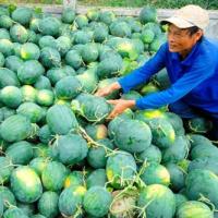 Thị trường - Tiêu dùng - Khi nào nông sản Việt hết cảnh được mùa mất giá?