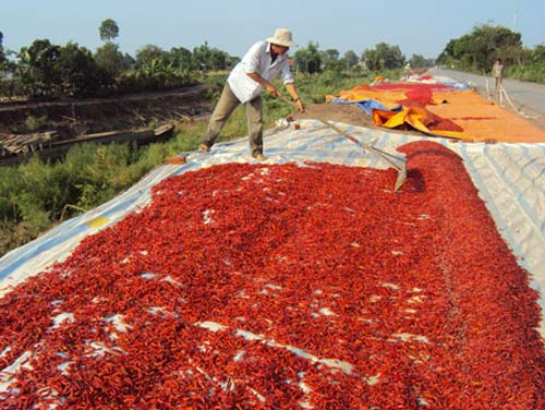 Thương lái Trung Quốc lừa người trồng ớt - 1