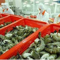 Thị trường - Tiêu dùng - Nhật “dọa” bỏ Việt Nam quay sang nhập tôm Ấn Độ