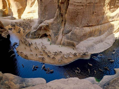 "Khách sạn” của lạc đà giữa sa mạc Sahara - 1