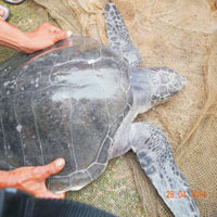 Tin tức trong ngày - Rùa biển quý hiếm liên tục xuất hiện gần bờ