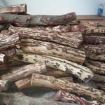 Pháp luật - Tóm gọn 10 người khai thác gỗ sưa bằng 4 kg thuốc nổ