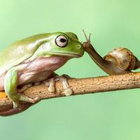 Ảnh đẹp: Ốc sên hôn ếch xanh