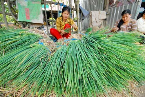 Những loại rau củ khiến dân miền Tây mất ăn mất ngủ - 13