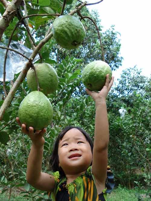 Những loại rau củ khiến dân miền Tây mất ăn mất ngủ - 2