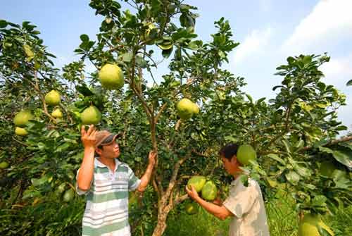 Những loại rau củ khiến dân miền Tây mất ăn mất ngủ - 5