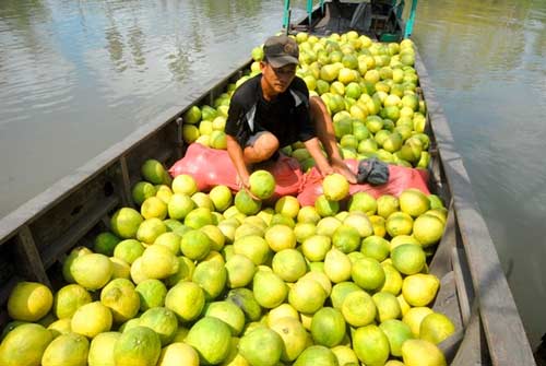 Những loại rau củ khiến dân miền Tây mất ăn mất ngủ - 6