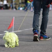 Tin tức trong ngày - Thanh niên Trung Quốc rộ mốt dắt bắp cải đi dạo