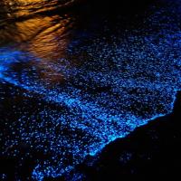 Du lịch - Đến Campuchia ngắm biển lân tinh kỳ ảo