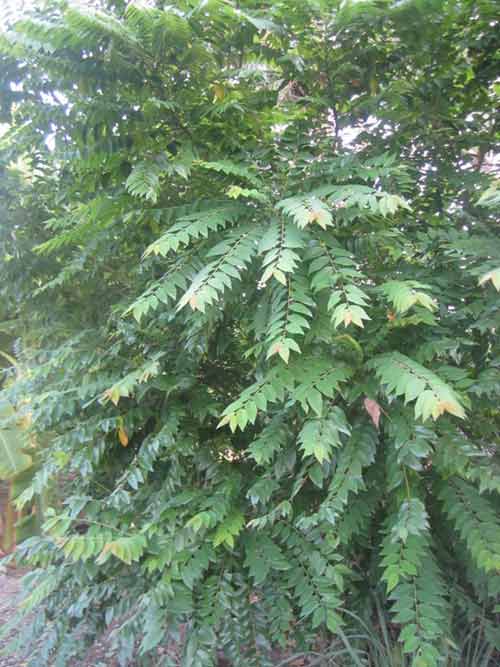 Cây chùm ruột sau nhà! - 2