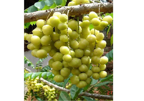 Cây chùm ruột sau nhà! - 6