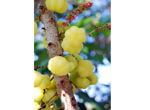 Cây chùm ruột sau nhà! - 7