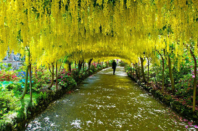 1. Đường hầm hoa kim tước nằm trong khu vườn Bodnat (Anh). 

Đường hầm hoa này dài 55m, nằm gần lối vào cửa chính của khu vườn. Từ cuối tháng Năm đến đầu tháng Sáu là thời điểm tuyệt vời nhất để chiêm ngưỡng những bông hoa kim tước khoe sắc vàng rực. 
