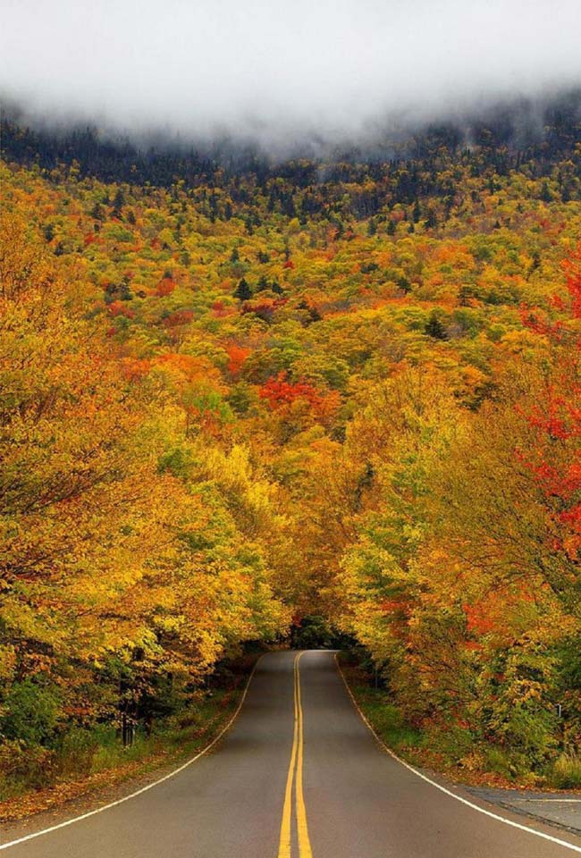 8.&nbsp;Vào mùa thu những tán cây nằm trên đèo Smuggler’s Notch thuộc Vườn quốc gia Vermont (Mỹ) ngả màu vàng rực, đẹp tựa bức tranh thiên nhiên.
