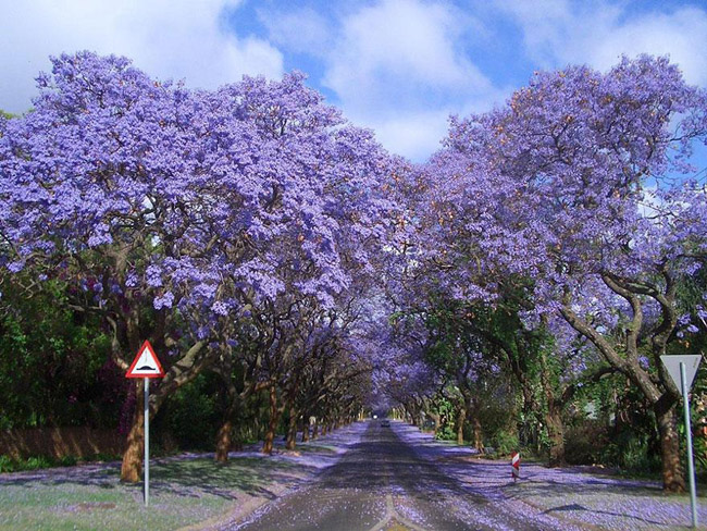 10.&nbsp;Đường cây phượng tím&nbsp;biếc&nbsp;này nằm ở thành phố Johannesburg (Nam Phi), nơi có rừng nhân tạo lớn nhất thế giới. Tại đây, có ít nhất 49 loài phượng tím Jacaranda, hầu hết chúng có nguồn gốc từ Nam Mỹ và lưu vực Caribbean.&nbsp;Tháng Mười là lúc hàng ngàn cây Jacaranda đua nhau khoe sắc.&nbsp;
