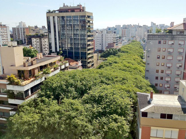 Rua Gonçalo de Carvalho&nbsp;là cung đường trải dài 500m nằm trong khu phố&nbsp;độc lập của thành phố&nbsp;Porto Alegre(Brazil), đây được xem là cung đường đẹp nhất hành tinh. Dọc hai bên đường là hàng cây Tipuana cao chót vót tạo nên một cổng vòm cây xanh đẹp lạ thường trông giống như một khu rừng cổ tích giữa thành phố hiện đại.
