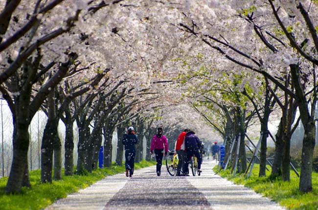 Cho đến tháng Tư, tháng Năm trên khắp các đường phố Nhật Bản chìm ngập trong màu sắc tinh khôi của những bông hoa anh đào.&nbsp;
