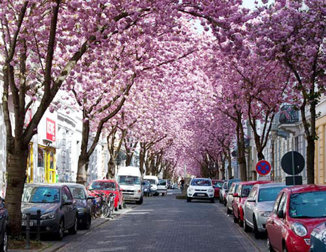 Mỗi khi mùa xuân đến, trên con dường bình yên thuộc thành phố Bonn (Đức) lại biến thành một đường hầm hoa anh đào đẹp mê hoặc.&nbsp;
