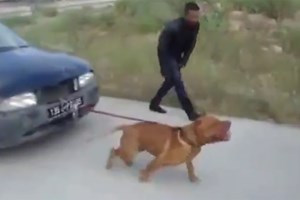 Video: Chó kéo ô tô 4 chỗ chạy băng băng - 1