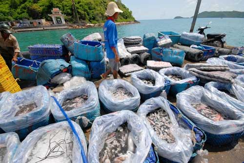 Thu tiền triệu mỗi đêm nhờ câu mực bằng cần tre - 14