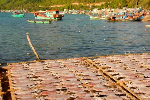 Thu tiền triệu mỗi đêm nhờ câu mực bằng cần tre - 15