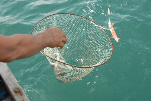 Thu tiền triệu mỗi đêm nhờ câu mực bằng cần tre - 9