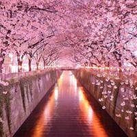 Du lịch - "No mắt" ngắm những đường hầm cây đẹp nhất hành tinh