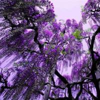 Du lịch - Thiên đường hoa tình ái Nhật Bản