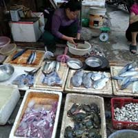 Thị trường - Tiêu dùng - Mực da bong, râu rụng giá 10.000 đồng/lạng ở Hà Nội