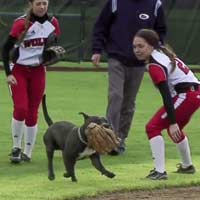 Thể thao - "Vị khách không mời" làm loạn trận đấu