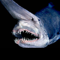 Phi thường - kỳ quặc - Khám phá loài "cá mập yêu tinh"