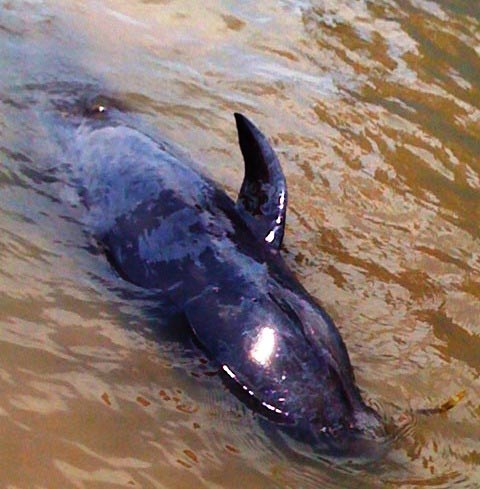 Cá voi dài hơn 2m dạt vào bờ biển Quảng Bình - 1