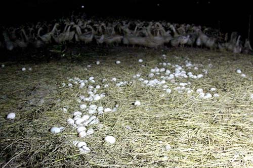 Vất vả nghề nuôi vịt chạy đồng của người miền Tây - 10