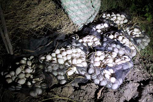 Vất vả nghề nuôi vịt chạy đồng của người miền Tây - 12