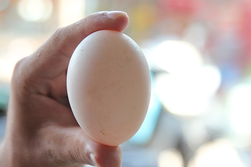 Vất vả nghề nuôi vịt chạy đồng của người miền Tây - 13