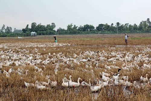 Vất vả nghề nuôi vịt chạy đồng của người miền Tây - 2