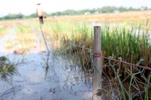 Vất vả nghề nuôi vịt chạy đồng của người miền Tây - 4